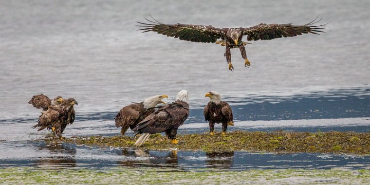 121 Juneau, amerikaanse zeearenden.jpg